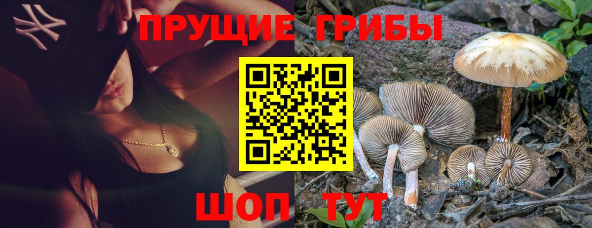 Нерюнгри  Галлюциногенные грибы Psilocybe  Вход с VPN 